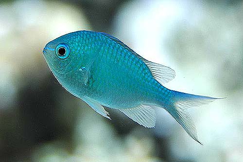 Damsel Fish