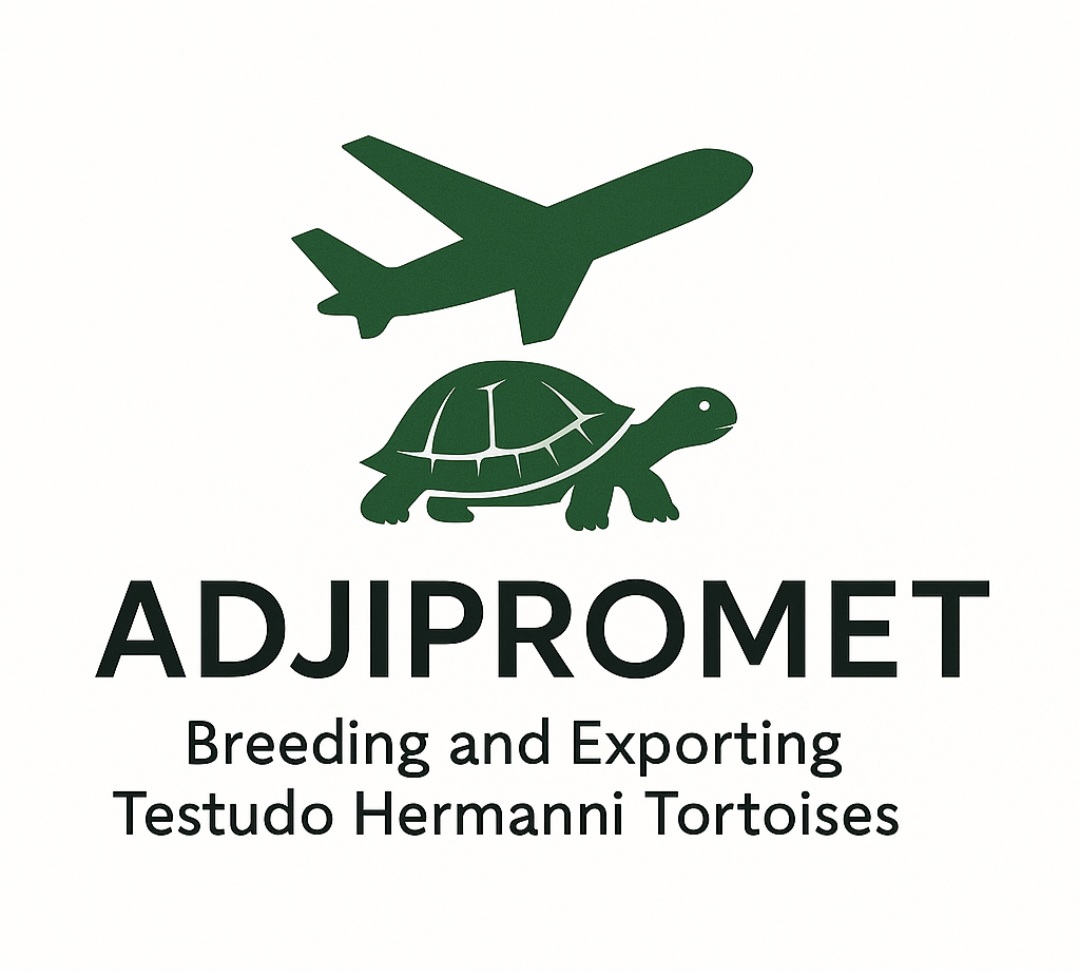 Breeding and Exporting Testudo Hermanni Boettgeri Tortoises 