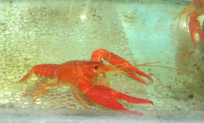 ORNAMENTAL CRAYFISH